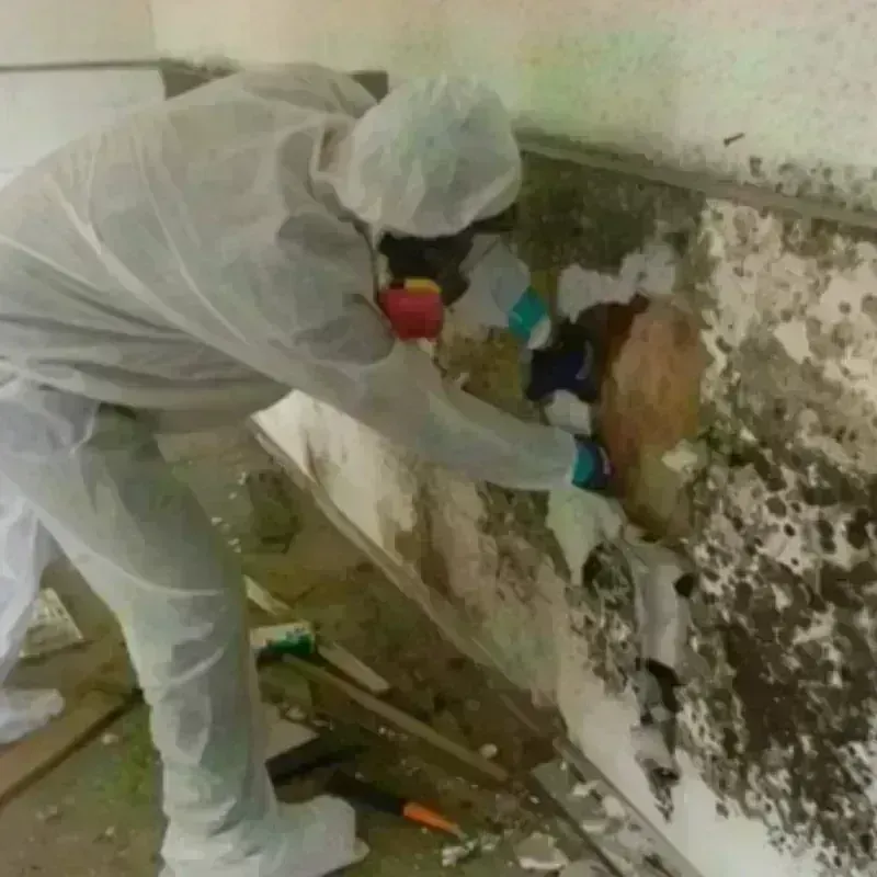 Mold Remediation and Removal in Bellaire, OH